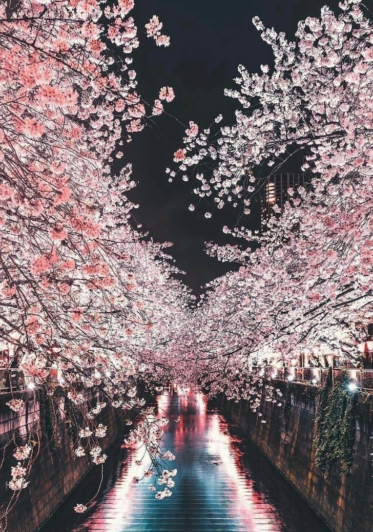 <p> Chèo thuyền dưới những tán hoa nở rộ ở Kyoto khiến chúng ta nhớ đến cảnh trong những bộ phim công chúa Disney.</p>