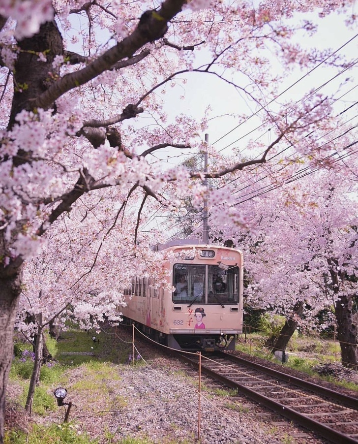 <p> Tuyến xe điện Keifuku Randen, một điểm ngắm hoa anh đào nổi tiếng ở Kyoto, thu hút nhiều khách du lịch mỗi năm.</p>