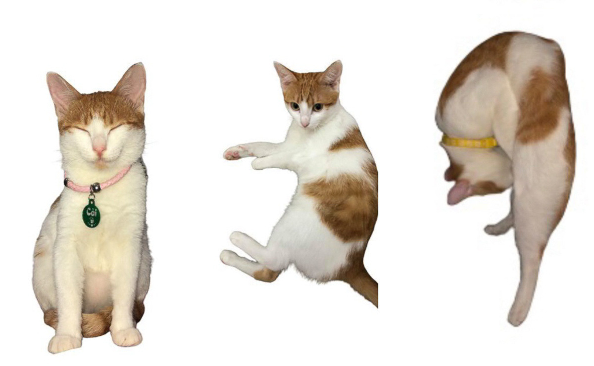 <p> Chị Lê Thị Minh Thái - Synnex FPT chụp ảnh dự thi với sự hỗ trợ của chú mèo Cải. "Em<span style="color:rgb(0,0,0);"> xếp hình con cưng của em ra 139 rồi, Ban tổ chức có nhìn ra được hay không thì hên xui", chỉ dẫn đưa ra rõ ràng để Ban tổ chức có thể...nhìn ra tạo hình của chú mèo.</span></p>