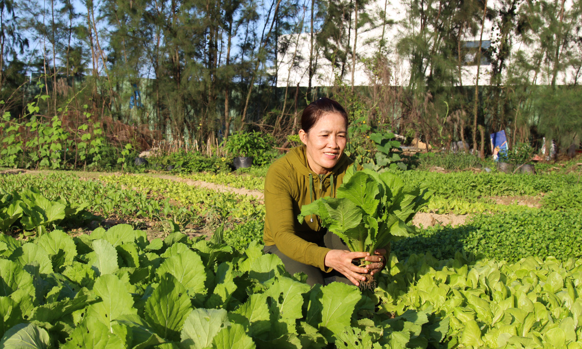<p> Vườn rau xanh tốt này nằm lọt thỏm trong khuôn viên F-Complex, TP Đà Nẵng, đây là ý tưởng của cô Đặng Thị Dung, nhân viên chăm sóc cây cảnh, khi khu đất trống đang chờ thi công, cô tận dụng để trồng vài luống rau tặng CBNV ăn Tết.</p>