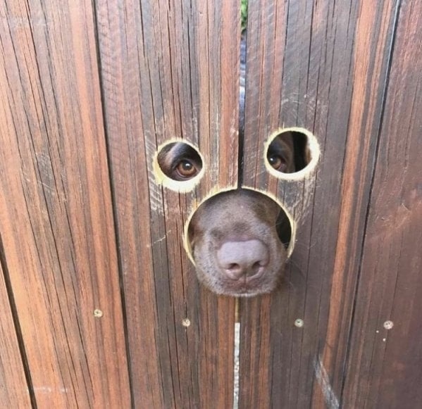 <p> "Hàng xóm mới nhận nuôi một chú chó nên bố tôi đã khoét lỗ trên hàng rào."</p>