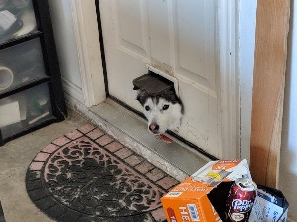 <p> "Con chó husky nhà hàng xóm thích thò đầu qua cửa dành cho mèo để hóng hớt."</p>