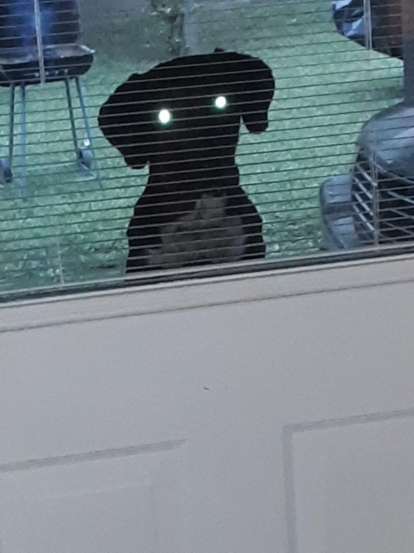<p> "Tôi đã chụp lại khoảnh khắc con chó hàng xóm đang nhìn trộm qua cửa sổ, nhưng thành quả trông hơi ma mị."</p>