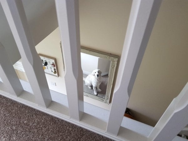 <p> "Chó cưng nhìn trộm tôi qua gương."</p>