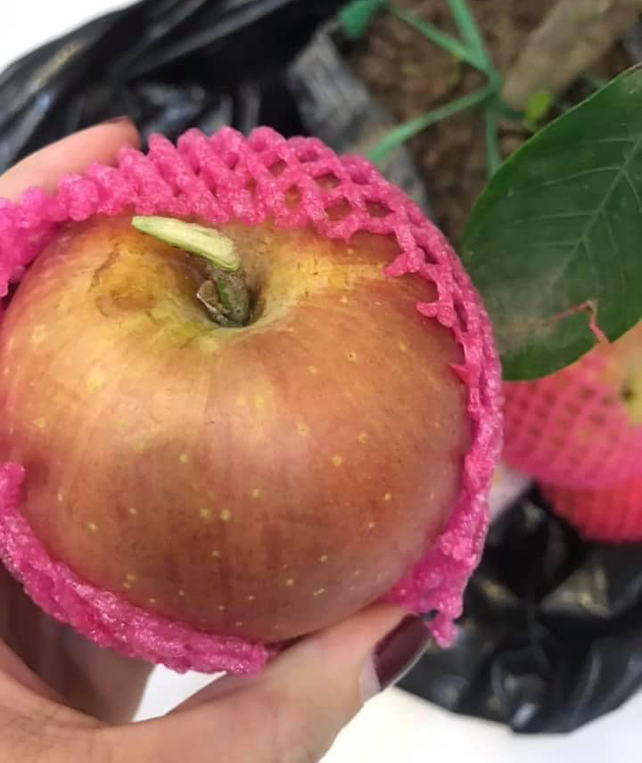 <p> Quả táo trong y như thật...</p>