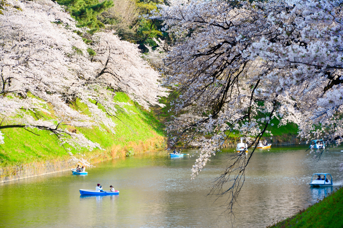 <p> <span style="color:rgb(0,0,0);">Hoa anh đào (sakura) thường nở rộ vào tháng 4, khi năm học mới ở Nhật Bản bắt đầu. Tuy nhiên, năm nay hoa nở sớm bất thường và phần lớn đã tàn trước ngày tựu trường. Đỉnh điểm hoa nở rộ ở cố đô Kyoto là vào ngày 26/3, sớm nhất kể từ khi dữ liệu được ghi chép lại từ năm 1953 và sớm hơn 10 ngày so với mức trung bình trong 30 năm qua. </span><span style="color:rgb(0,0,0);">Ảnh: ThomNTH</span></p>