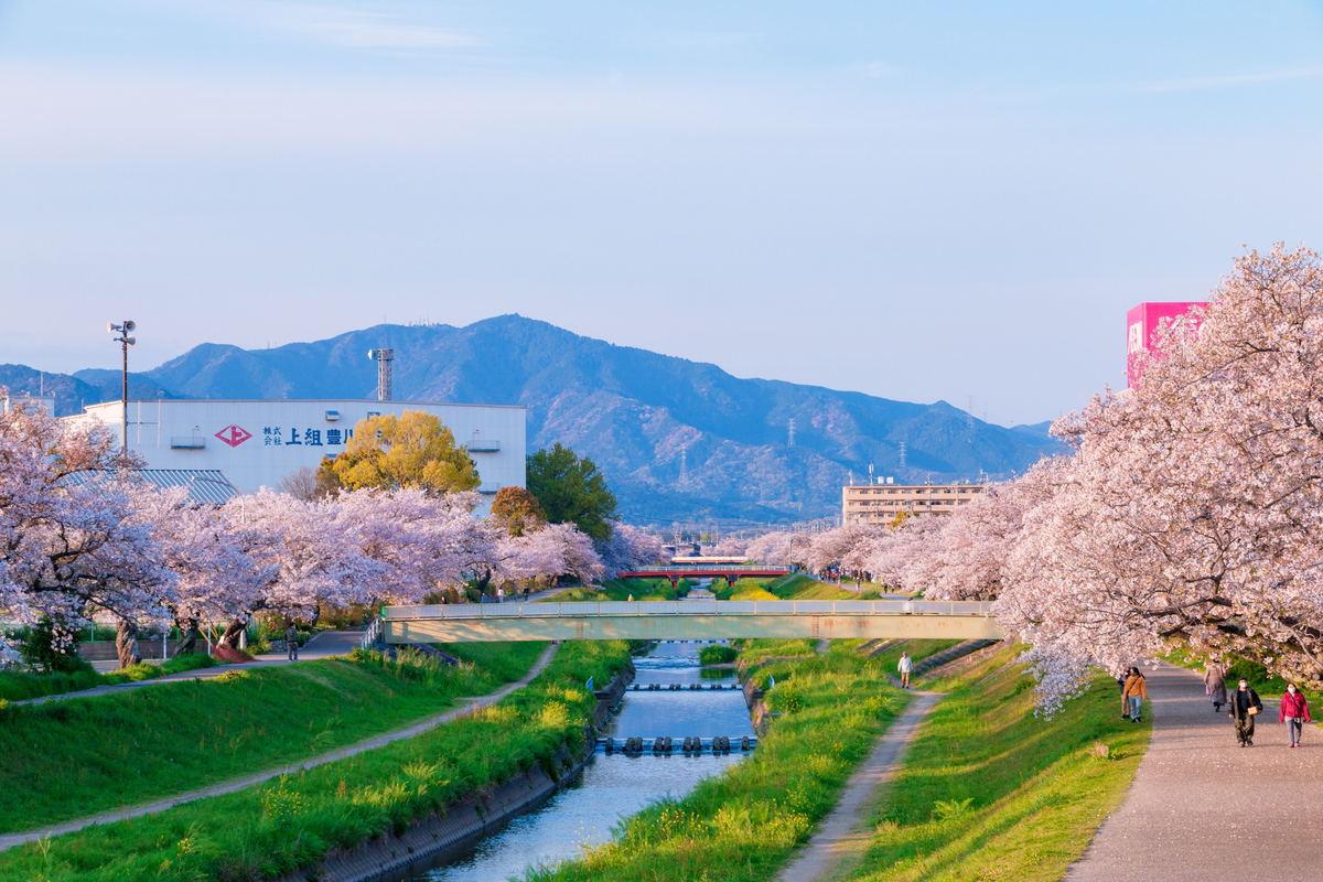 <p> <span style="color:rgb(0,0,0);">Dấu hiệu đầu tiên của mùa xuân ở Nhật Bản là khi bản tin thời tiết trên tivi chiếu bản đồ quốc gia cho thấy những nơi hoa anh đào nở. Từ thời điểm đó, tất cả bản tin thời tiết sẽ theo dõi diễn biến nở rộ của hoa anh đào trên khắp nước Nhật cho đến tận khi những cánh hoa cuối cùng đã tàn. Ảnh: LamVV, chụp tại Toyokawa, tỉnh Aichi</span></p>