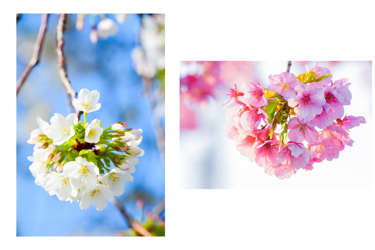 <p> <span style="color:rgb(0,0,0);">Nhật Bản có tới hơn 200 loài anh đào khác nhau, tuy nhiên được trồng phổ biến nhất là giống hoa Somei-yoshino có màu hồng nhạt. Ngoài Somei-yoshino, các giống sakura phổ biến có thể kể ra như Kasumizakura, Edohigan, Oshimasakura, Oyamasakura và Yamasakura. Ảnh: ThomNTH (trái); LamVV (phải)</span></p>