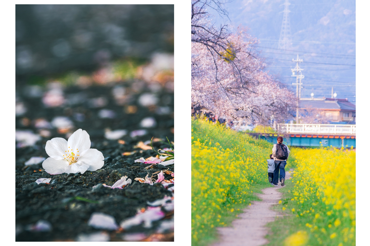 <p> <span style="color:rgb(0,0,0);">Cứ vào mùa anh đào nở, người dân Nhật Bản lại tổ chức lễ hội ngắm hoa anh đào, gọi là Hami. Phong tục này đã có từ rất lâu và được người Nhật vô cùng yêu thích. Ảnh: LamVV</span></p>