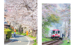 Mùa anh đào nở sớm qua ống kính nhiếp ảnh gia FPT Japan