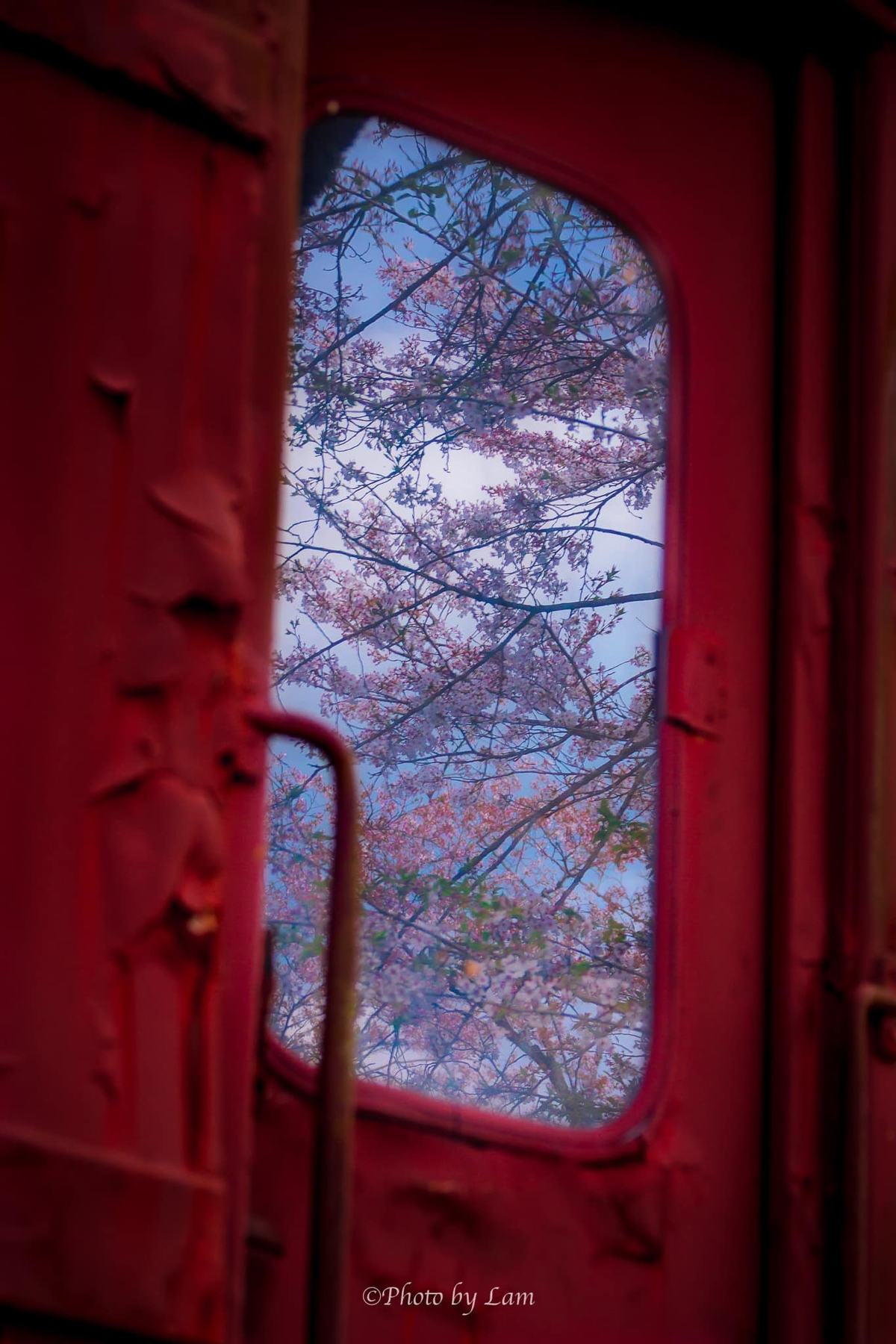 <p> Nhiếp ảnh gia Vũ Văn Lâm tiếp tục chứng tỏ sức sáng tạo nghệ thuật dồi dào với tác phẩm "Mùa xuân về bên ô cửa nhỏ…!", nhìn ra những rặng hoa anh đào trên nền trời biếc xanh của nước Nhật. </p>