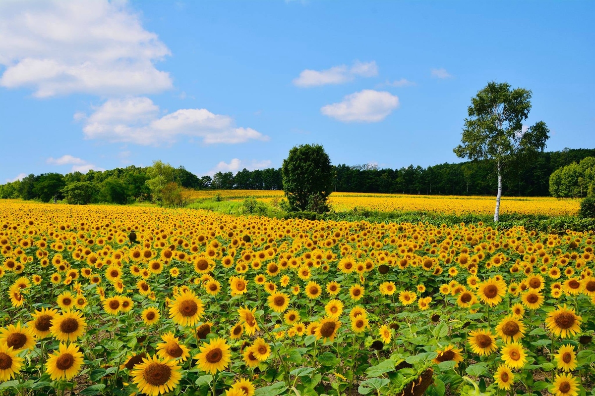 <p> Vào mùa hè, Hokkaido có những cánh đồng hoa sặc sỡ, khí hậu mát mẻ, không bị nóng ẩm.</p>