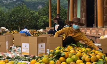 Nhà F thi giúp nông dân tiêu thụ cam đặc sản Hà Giang, Cao Phong