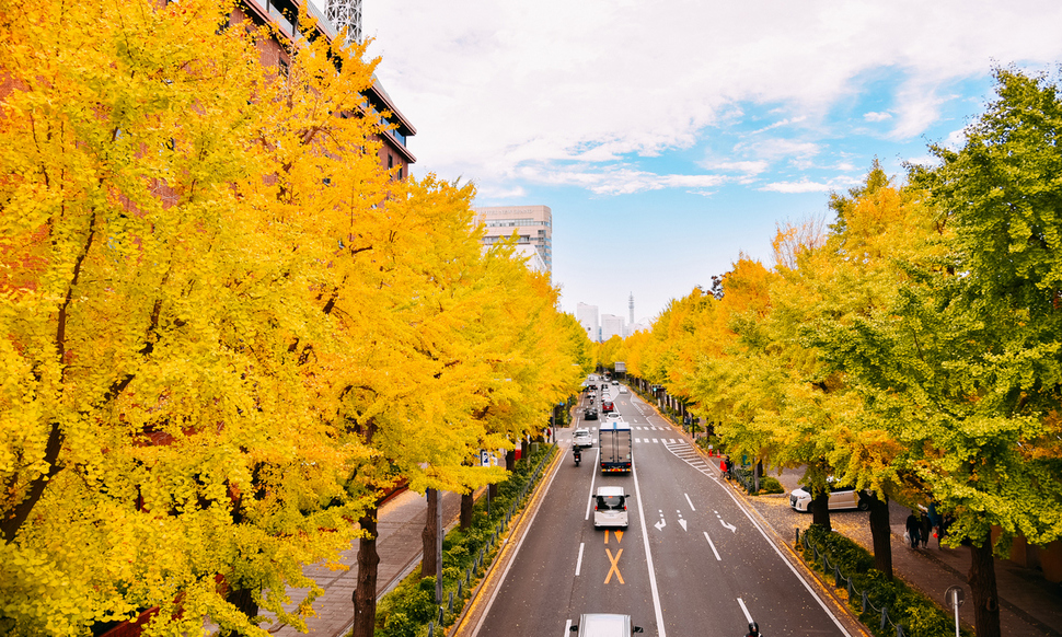 Mùa thu Nhật Bản sống động qua ống kính nhiếp ảnh gia nhà F