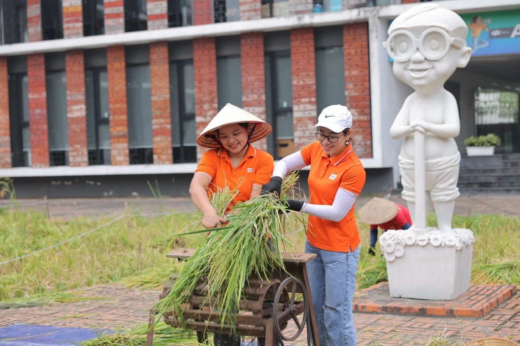 <p> Sau khi gặt, CBNV còn trải nghiệm công đoạn tuốt lúa. Lúa sẽ được phơi, đóng gói và mang đi xay xát trước khi cho ra những hạt gạo trắng, thơm.</p>