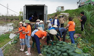 Sendo Farm và nỗ lực giúp bà con vùng lũ kéo lại 'gia tài'