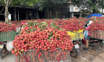 Lãnh đạo Bắc Giang livestream cùng Sendo Farm quảng bá vải thiều Lục Ngạn