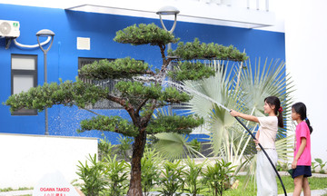 Hoa đã nở ở sân trường Hy vọng
